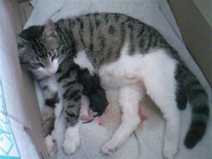 Blanding af racer Lille mis / Freja billede 17