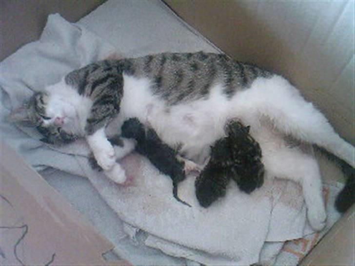 Blanding af racer Lille mis / Freja billede 18