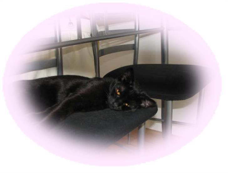 Blanding af racer Tilde billede 1