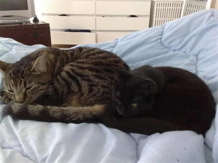 Blanding af racer Tilde - Sofus og Tilde billede 2