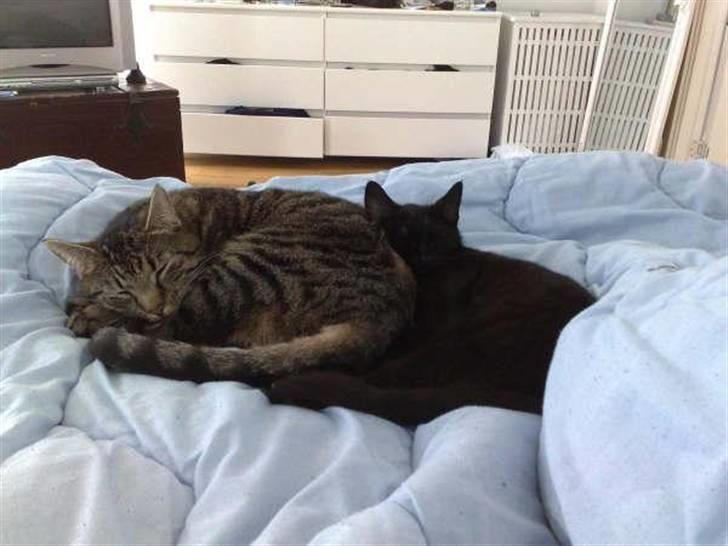 Blanding af racer Tilde - Sofus og Tilde billede 3