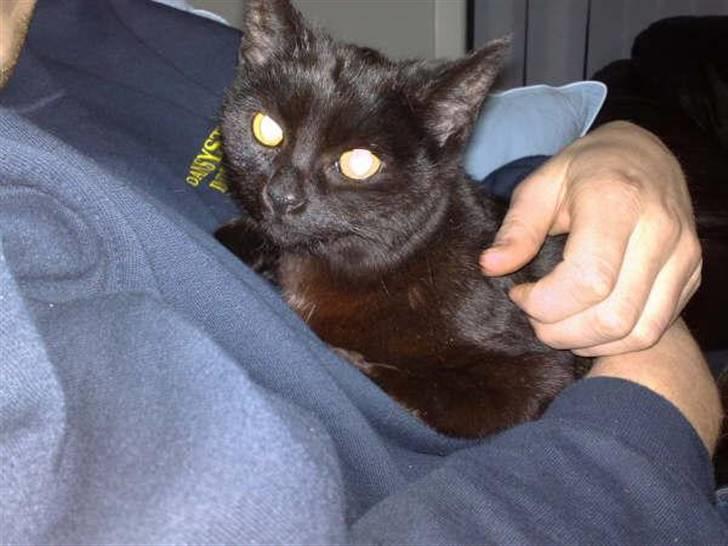 Blanding af racer Tilde billede 4