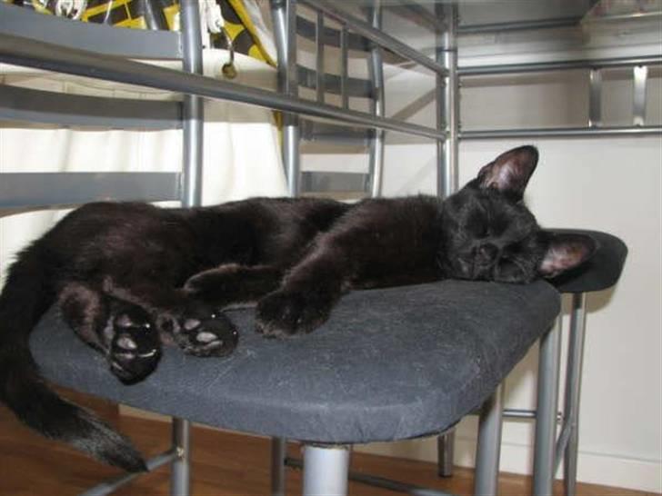 Blanding af racer Tilde billede 5