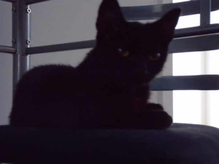 Blanding af racer Tilde billede 6