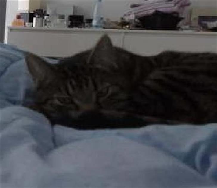 Blanding af racer ((( Sofus ))) billede 10