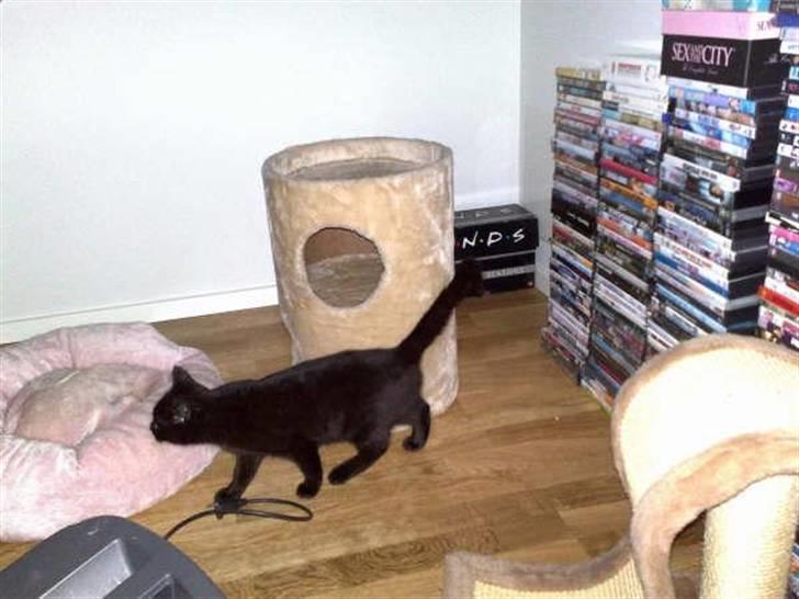 Blanding af racer Tilde billede 7