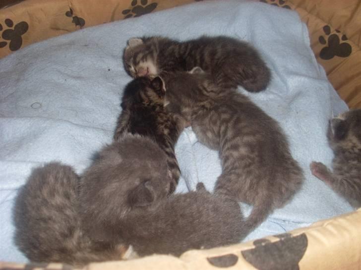 Huskat Misty - Mistys første kuld billede 20