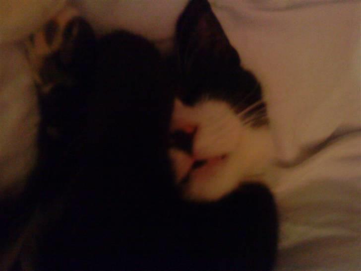 Huskat Chilla billede 8