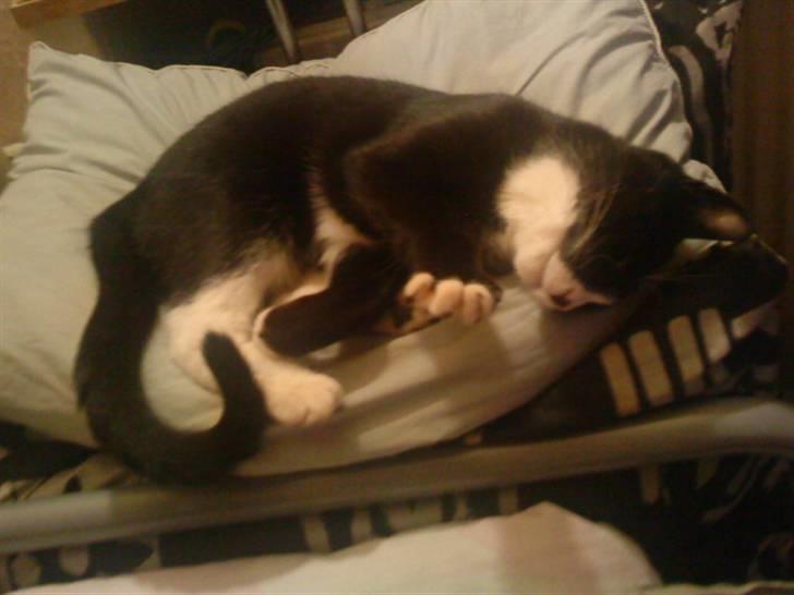 Huskat Chilla billede 9