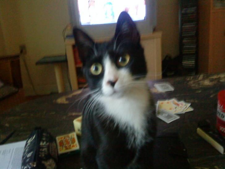 Huskat Chilla billede 10