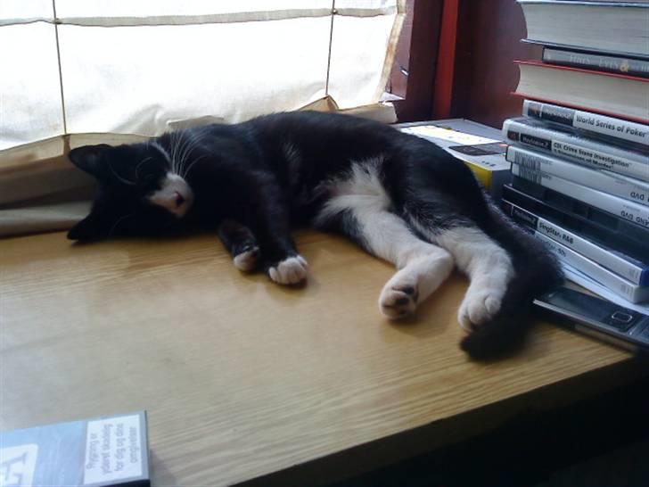 Huskat Chilla billede 11