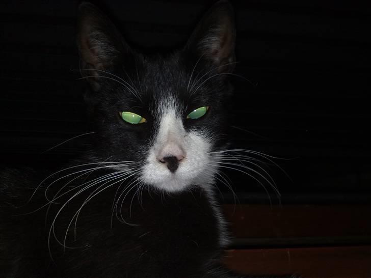 Huskat Chilla billede 12