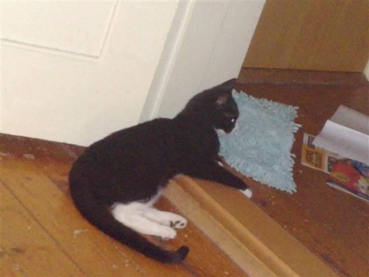 Huskat Chilla billede 13