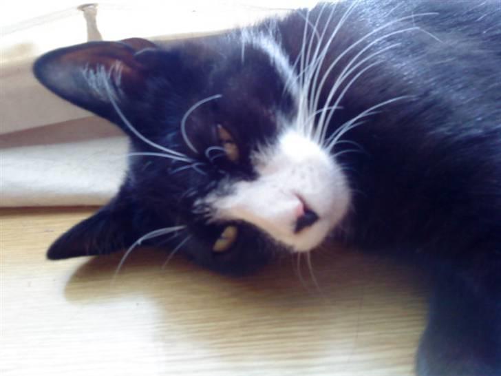 Huskat Chilla billede 14