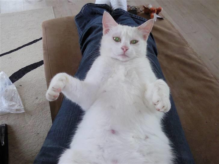 Huskat Tøsen - Velkommen til Tøsens profil ;o) billede 1