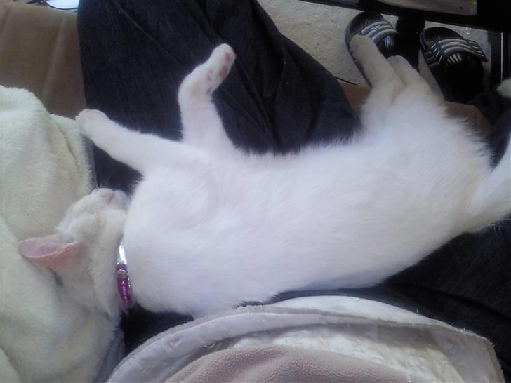 Huskat Tøsen - tager lige en lur på mors ben :o) billede 2