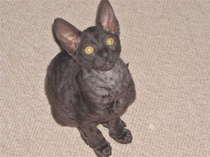 Cornish Rex R.I.P Hampus :( - Det så mig:) billede 1