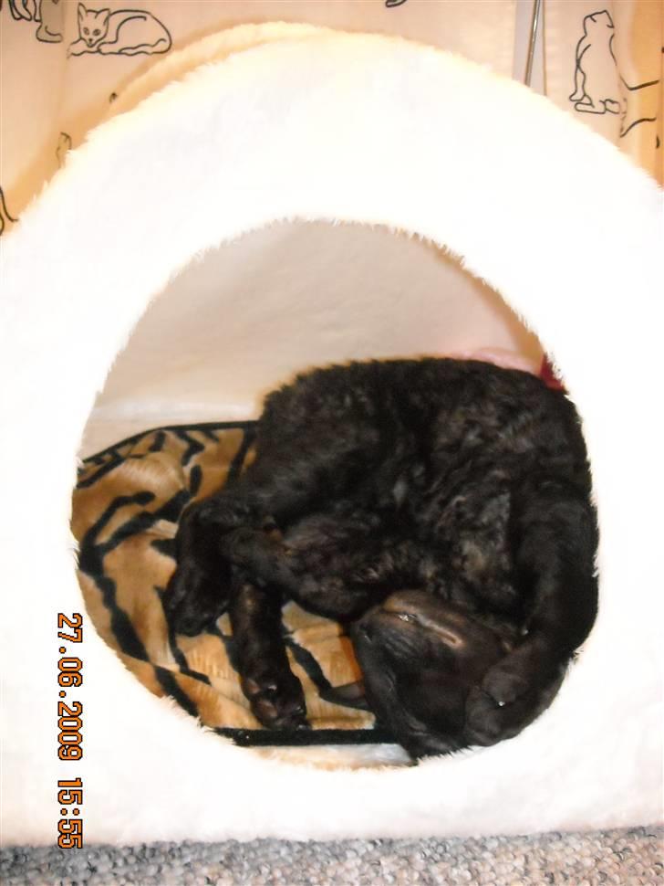 Cornish Rex R.I.P Hampus :( - Mmm min nye hule til udstillinger, den er såå rar billede 2