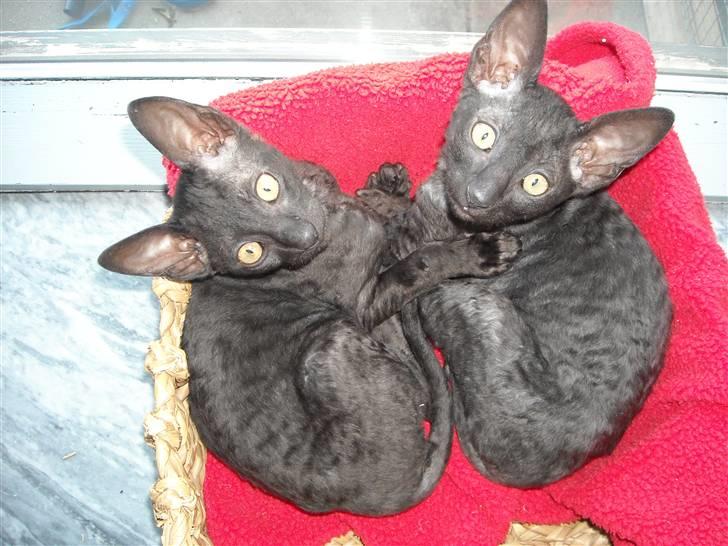 Cornish Rex R.I.P Hampus :( - Mig og min søster Hazel som lige er flyttet til polen. Det er mig til højre.. billede 3