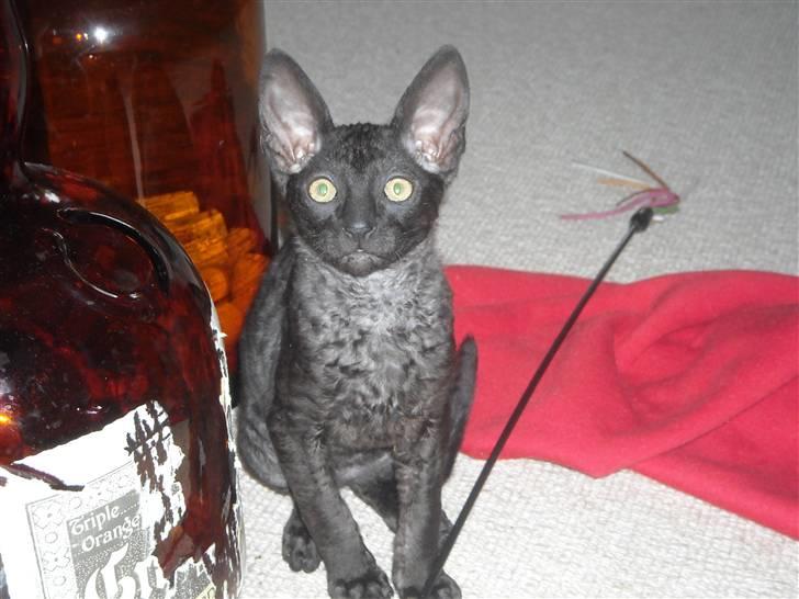 Cornish Rex R.I.P Hampus :( - Mig og en "drillepind". Så uskyldig kan jeg se ud :) billede 4