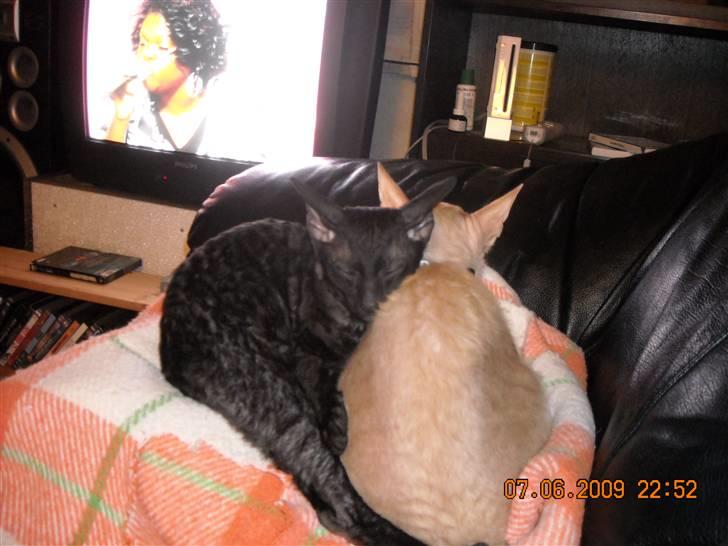 Cornish Rex R.I.P Hampus :( - Mig og min nye veninde Nancy, iih hun er sød.. billede 5