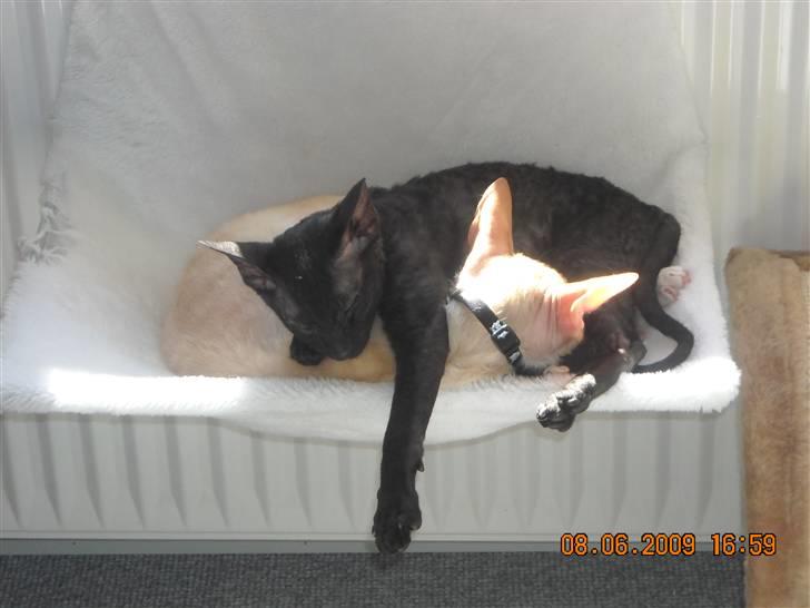 Cornish Rex R.I.P Hampus :( - Nancy og mig tar´lige en slapper i radiatorsengen billede 6