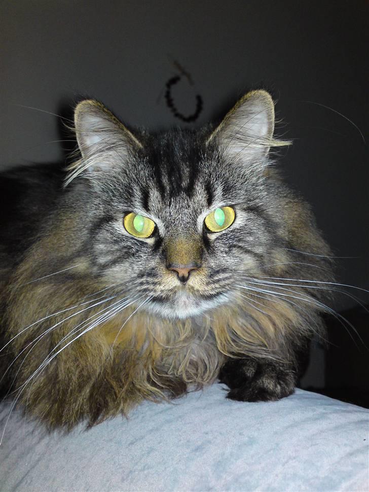 Maine Coon Gismo - Er jeg ikke skøn? billede 1