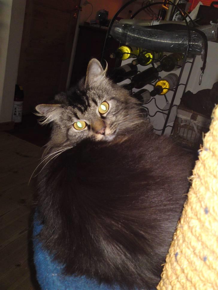 Maine Coon Gismo - Er det mig du kalder på? billede 2