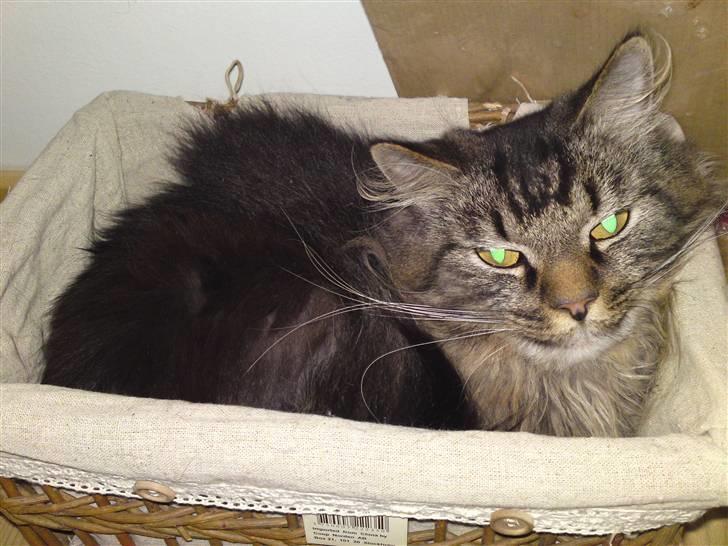 Maine Coon Gismo - Dejligt med en kurv at ligge i billede 3