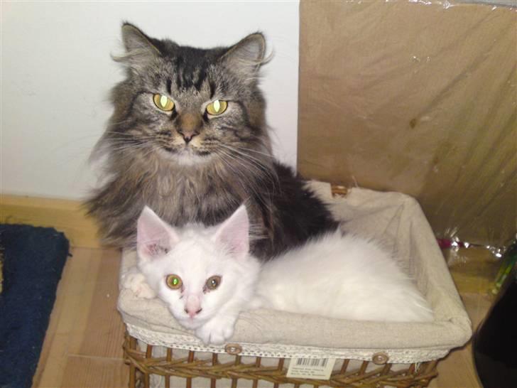 Maine Coon Gismo - Der er altid plads til en mere billede 4