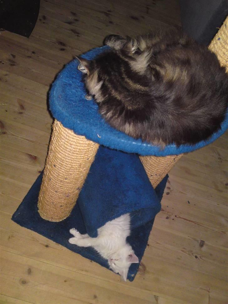 Maine Coon Gismo - snork!!!!!!!!!!!!! billede 5