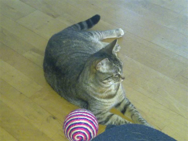 Huskat Mico billede 1