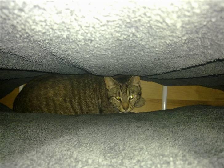 Huskat Mico billede 2