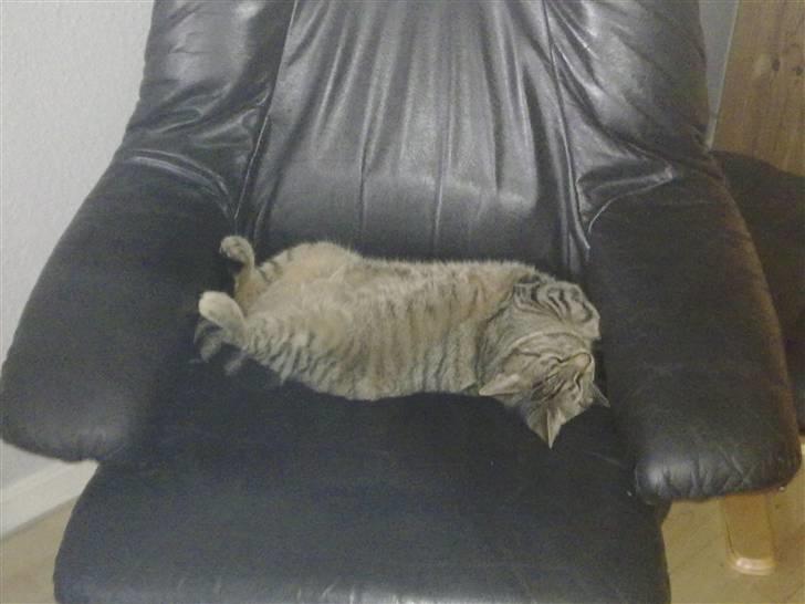 Huskat Mico billede 3