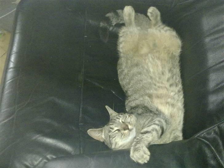 Huskat Mico billede 4