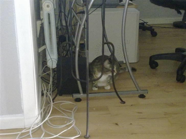 Huskat Freja billede 1