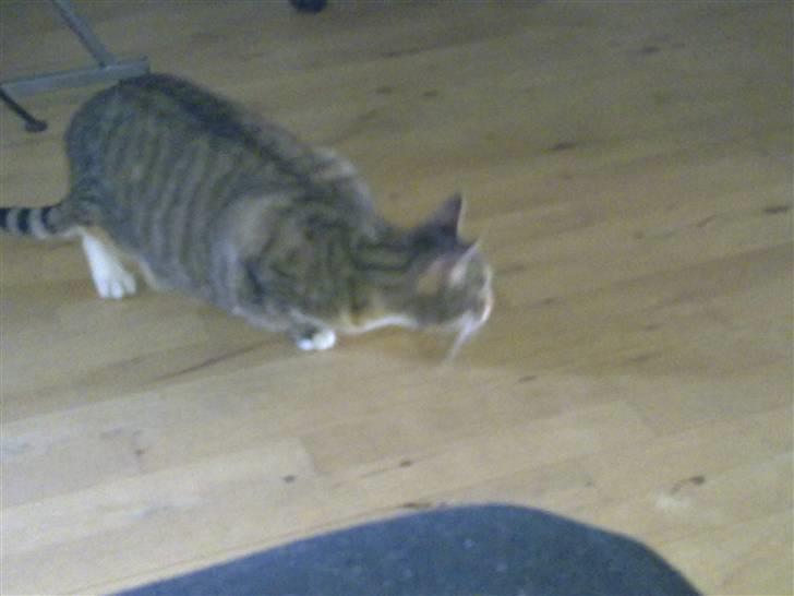 Huskat Freja billede 2