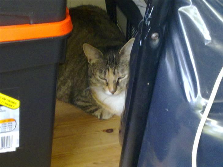 Huskat Freja billede 3