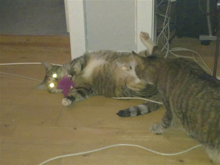 Huskat Freja billede 4