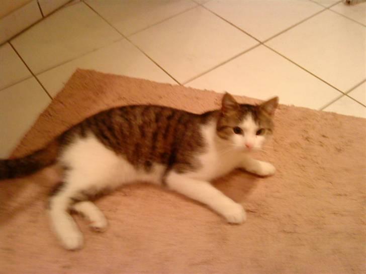 Huskat Nefatiti billede 1