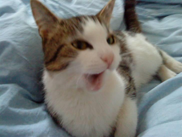 Huskat Nefatiti billede 2