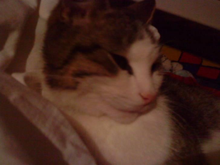 Huskat Nefatiti billede 3