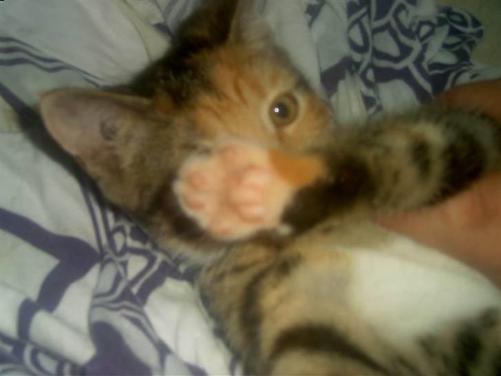 Blanding af racer Miv - Nej, lad nu være at tage billeder ! ! ! jeg sov jo lige så dejligt altså ! billede 1