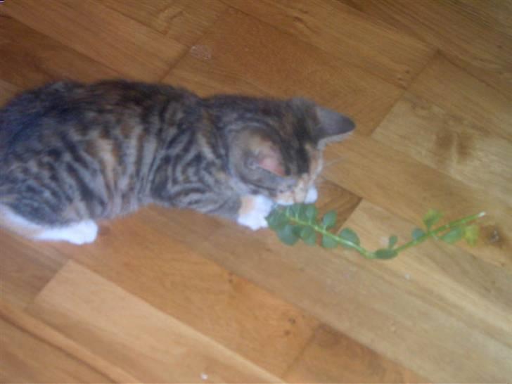 Blanding af racer Miv - Jubiii, jeg har fanget mors potteplante uden hun opdagede det billede 2