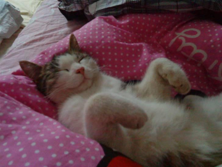 Huskat Nefatiti billede 4