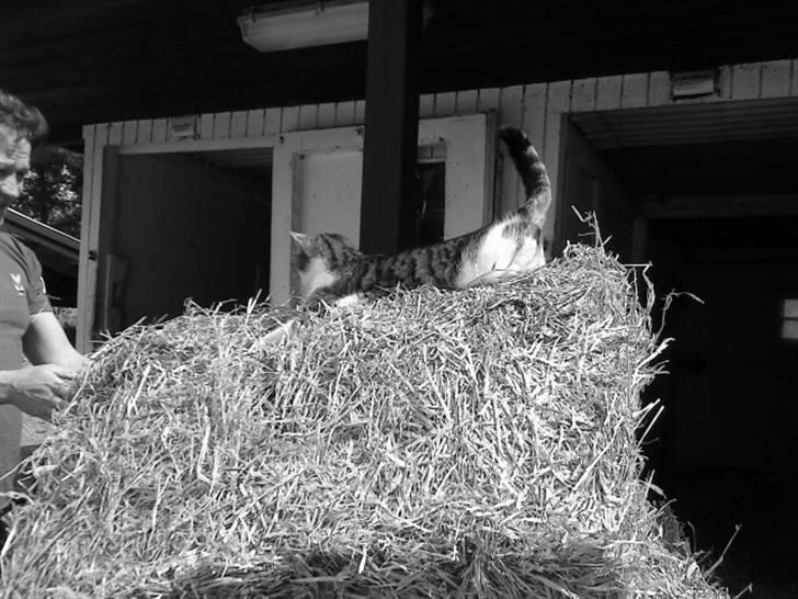 Huskat Nefatiti billede 5