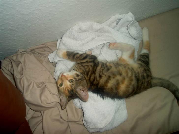 Blanding af racer Miv - Hva nu ! var der nogen der sagde noget om mælk ! billede 3