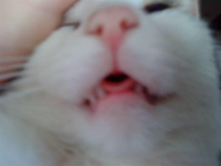 Huskat Nefatiti billede 6