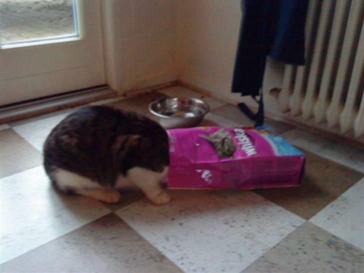 Huskat Nefatiti billede 7