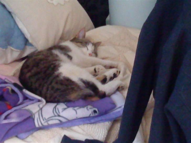 Huskat Nefatiti billede 8